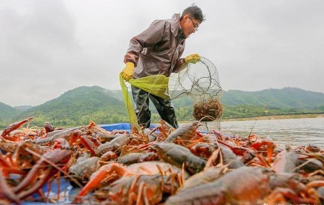 正当季的小龙虾，重金属含量超标吗？