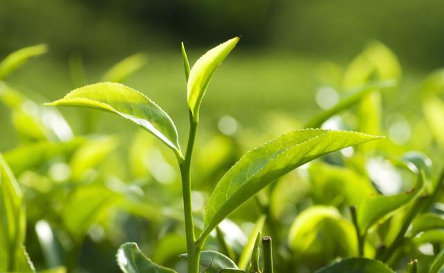 喝什么茶对肺有好处？