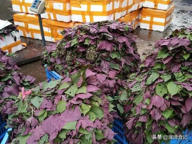 坚持用紫苏泡水喝，对身体有什么作用？