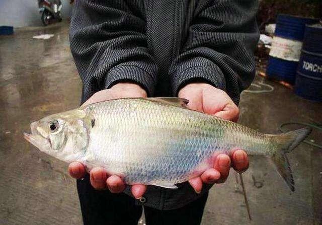 淡水鱼在海水中不可存活，那黄河水流入渤海后，黄河里的鱼都怎么样了？