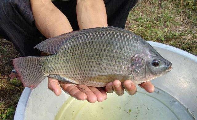 淡水鱼在海水中不可存活，那黄河水流入渤海后，黄河里的鱼都怎么样了？